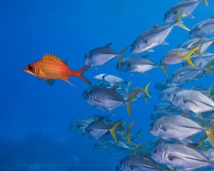 School of Horse-Eye Jacks following Longjaw Squirrelfish, underwater shot